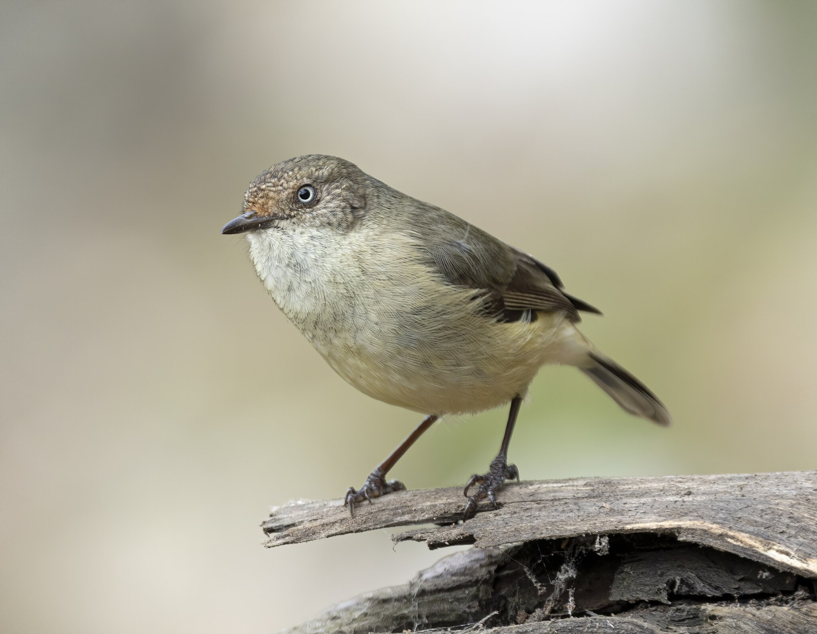 image Buff-rumped Thornbill